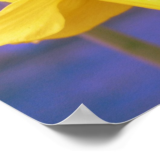 Biene auf Daffodil Poster (Ecke)