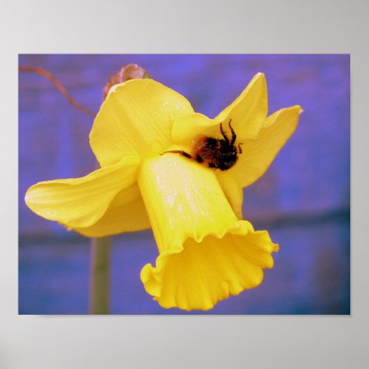 Biene auf Daffodil Poster (Vorne)