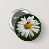 Biene auf Daisy Alaskan Summer Nature Foto Button (Vorne & Hinten)