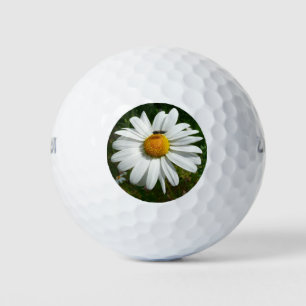 Biene auf Daisy Alaskan Summer Nature Foto Golfball