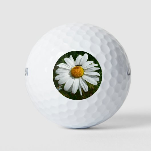Biene auf Daisy Alaskan Summer Nature Foto Golfball (Vorderseite)