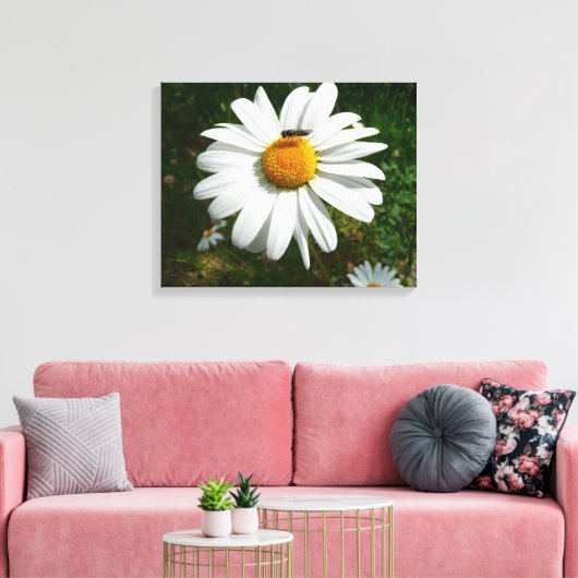 Biene auf Daisy Alaskan Summer Nature Foto Leinwanddruck (Insitu (Wohnzimmer))