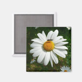 Biene auf Daisy Alaskan Summer Nature Foto Magnet (Vorderseite/Rückseite)