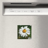 Biene auf Daisy Alaskan Summer Nature Foto Magnet (In Situ (Geschirrspüler))