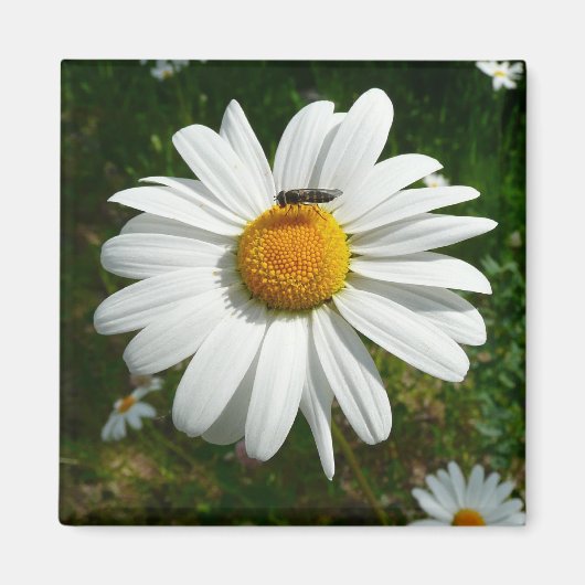 Biene auf Daisy Alaskan Summer Nature Foto Magnet (Vorne)