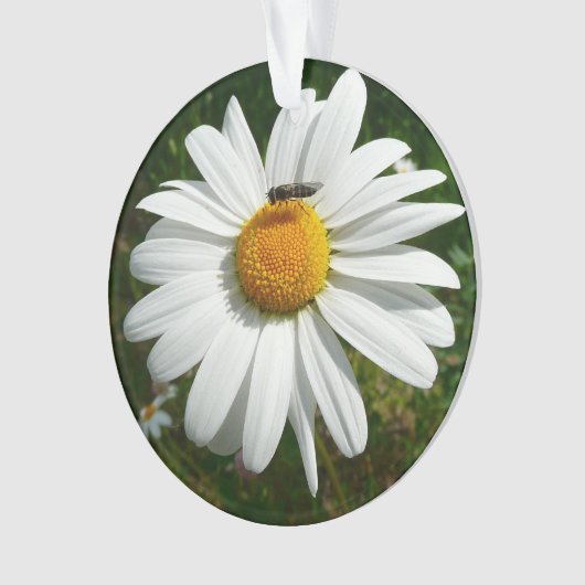 Biene auf Daisy Alaskan Summer Nature Foto Ornament (Vorderseite)