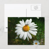 Biene auf Daisy Alaskan Summer Nature Foto Postkarte (Vorne/Hinten)