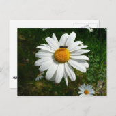 Biene auf Daisy Alaskan Summer Nature Foto Postkarte (Vorne/Hinten)
