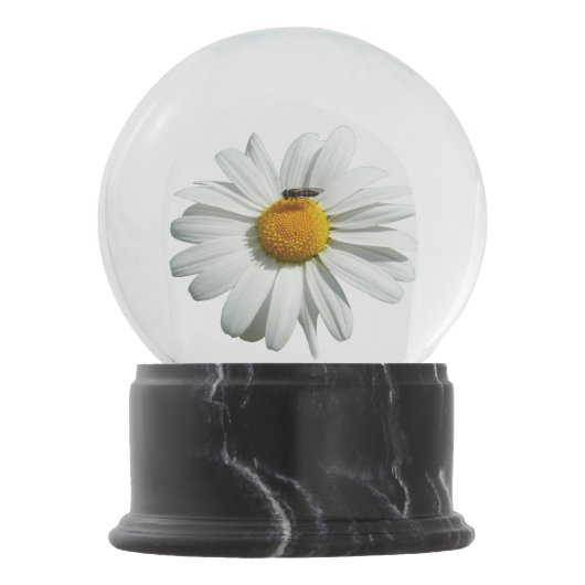 Biene auf Daisy Alaskan Summer Nature Foto Schneekugel (Vorderseite)