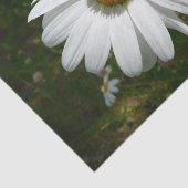 Biene auf Daisy Alaskan Summer Nature Foto Seidenpapier (Ausschnitt)