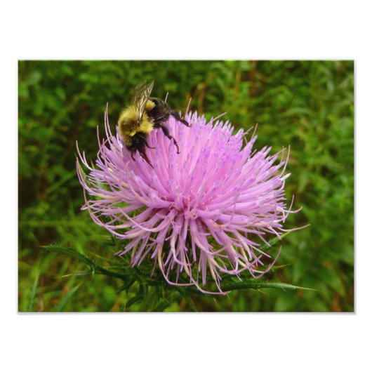 Biene auf der Blume Thistle Nature Fotodruck (Vorne)