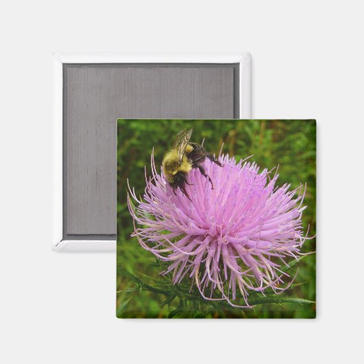 Biene auf der Blume Thistle Nature Magnet (Vorderseite/Rückseite)
