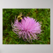 Biene auf der Blume Thistle Nature Poster (Vorne)