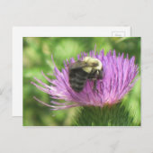 Biene auf der Spitze Postkarte (Vorne/Hinten)