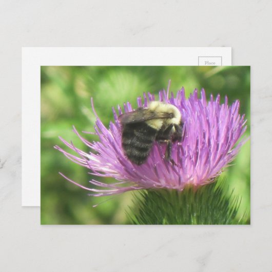 Biene auf der Spitze Postkarte (Vorne/Hinten)