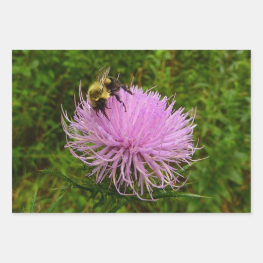 Biene auf Distel Geschenkpapier Set (Vorderseite)