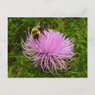 Biene auf Distelblume Natur Postkarte
