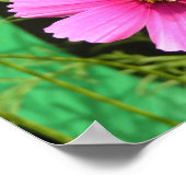 Biene auf einem Cosmos-Foto drucken Poster (Ecke)