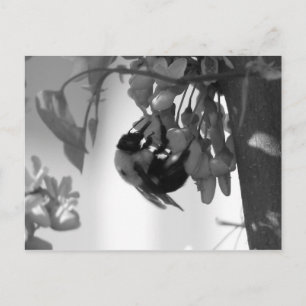 Biene auf einem Redbud Bloom Postkarte