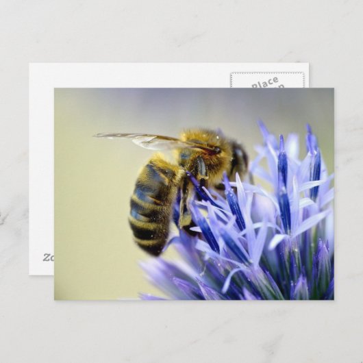 Biene auf einer Blume Postkarte (Vorne/Hinten)