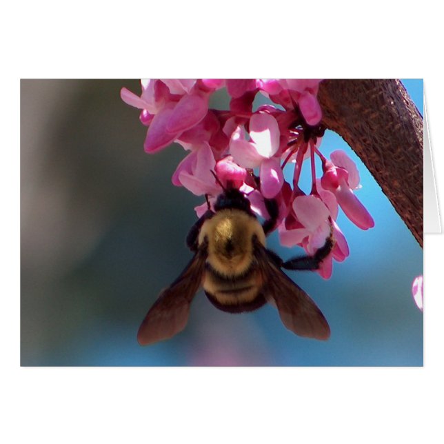Biene auf einer Blüte (Vorderseite (Horizontal))