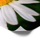 Biene auf einer Daisy Poster (Ecke)