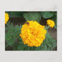 Biene auf einer hellgelben Blume, Foto