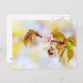 Biene auf einer Kirsche-Blume Postkarte (Vorne/Hinten)