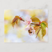 Biene auf einer Kirsche-Blume Postkarte (Vorderseite)