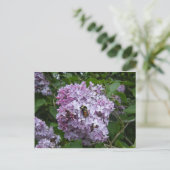 Biene auf einer Lilac-Postkarte Postkarte (Stehend Vorderseite)
