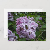 Biene auf einer Lilac-Postkarte Postkarte (Vorne/Hinten)