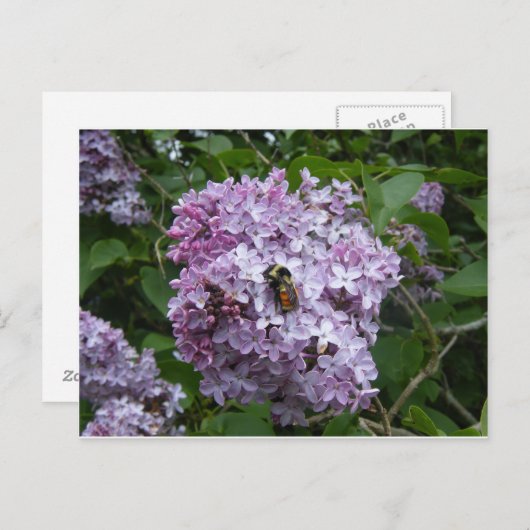 Biene auf einer Lilac-Postkarte Postkarte (Vorne/Hinten)