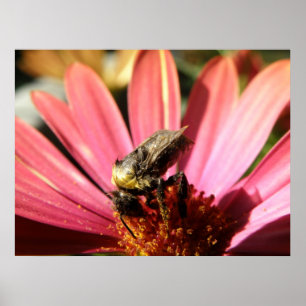 Biene auf einer Regen-Gänseblume Poster