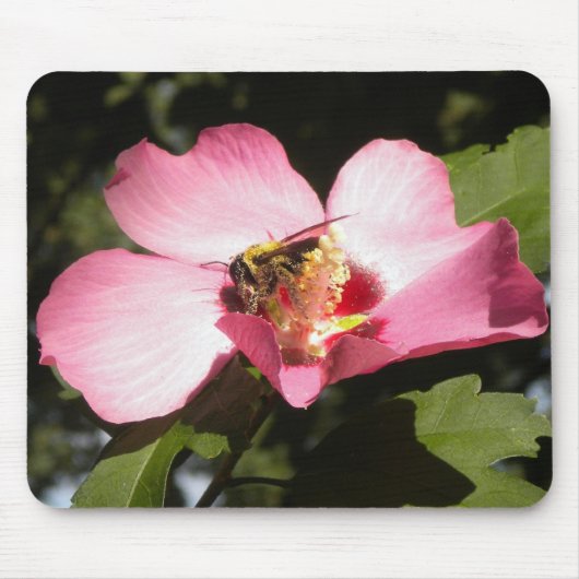 Biene auf einer Rose von Sharon 2 Mousepad (Vorne)