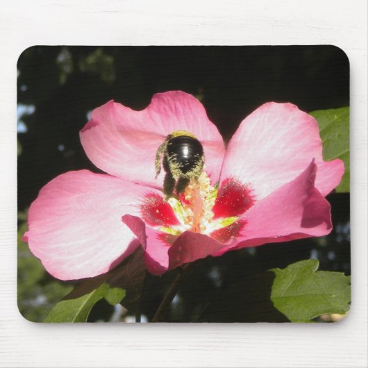 Biene auf einer Rose von Sharon Mousepad (Vorne)