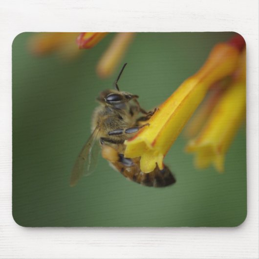 Biene auf Firebush Mousepad (Vorne)