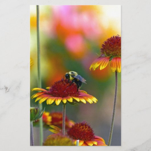 Biene auf Gaillardia Briefpapier (Vorderseite)