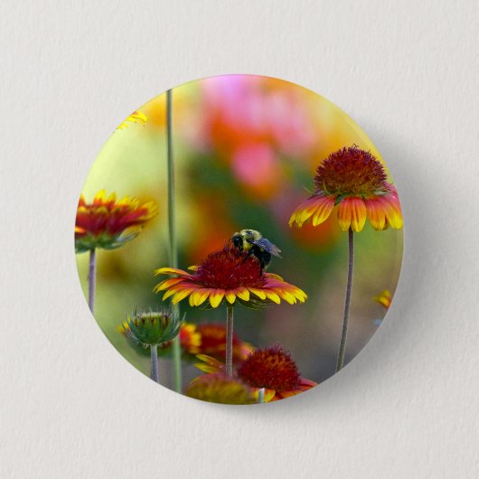 Biene auf Gaillardia Button (Vorderseite)