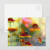 Biene auf Gaillardia Postkarte (Vorne/Hinten)