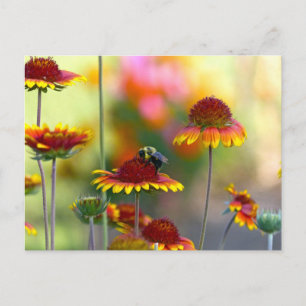 Biene auf Gaillardia Postkarte