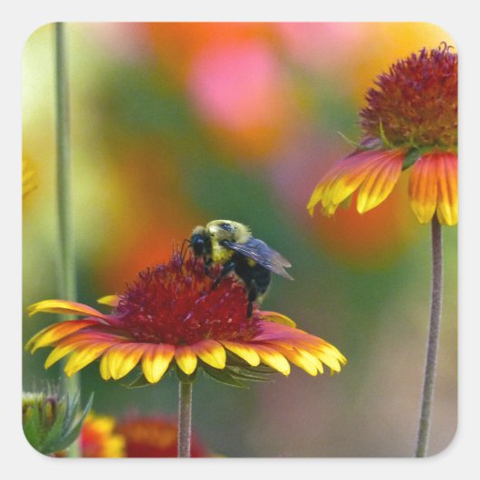 Biene auf Gaillardia Quadratischer Aufkleber (Vorderseite)