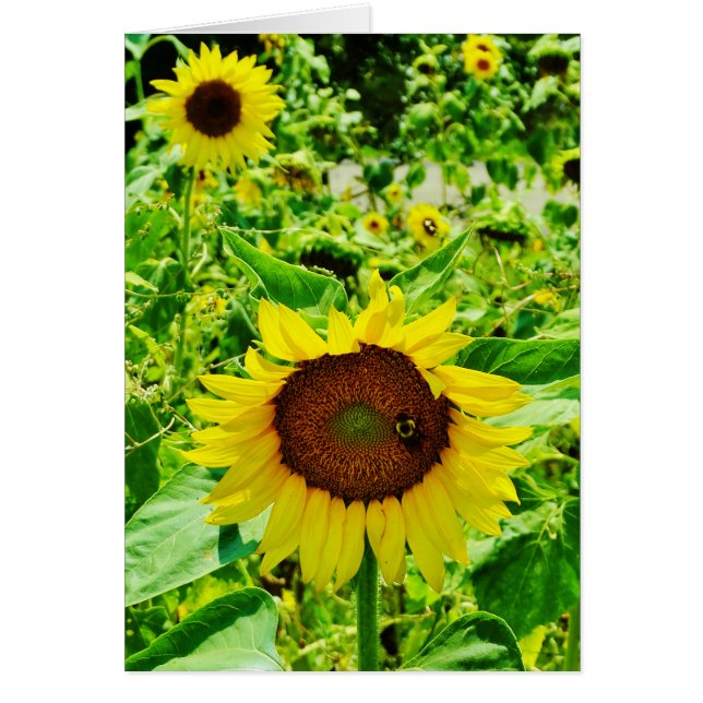 Biene auf gelber Sonnenblume (Vorne)