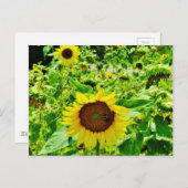 Biene auf gelber Sonnenblume Postkarte (Vorne/Hinten)