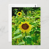 Biene auf gelber Sonnenblume Postkarte (Vorne/Hinten)