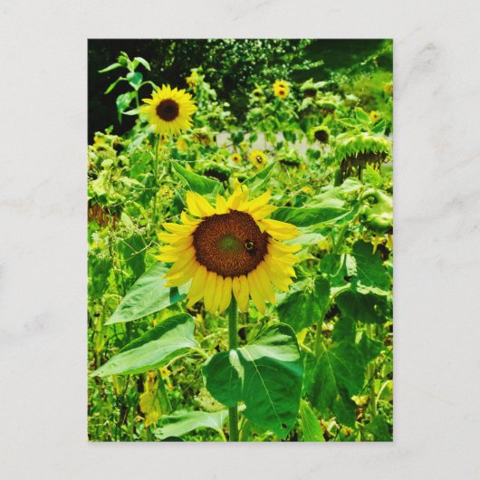 Biene auf gelber Sonnenblume Postkarte (Vorderseite)