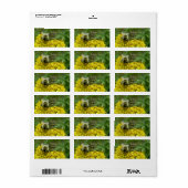 Biene auf Goldenrod, Solidago Adressaufkleber (Vorne)