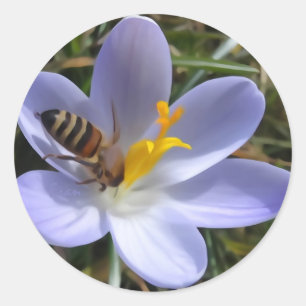 Biene auf Krokus Runder Aufkleber