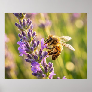 Biene auf Lavendel Poster