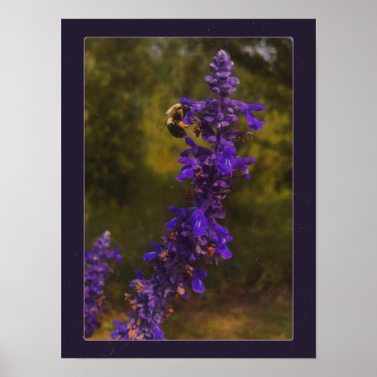 Biene auf Lavendel Poster (Vorne)