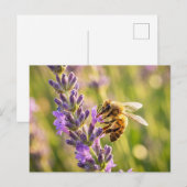 Biene auf Lavendel Postkarte (Vorne/Hinten)
